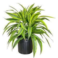 Dracaena Lemon Lime